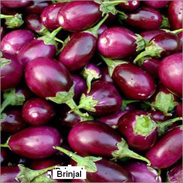 Fresh Brinjal