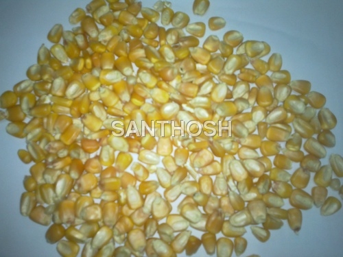 Yellow Maize Corn