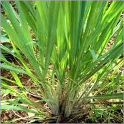 Lemongrass Essential Oils