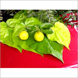 Betal Leaf Oil