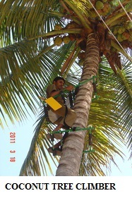 Coconut Tree Climber