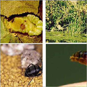 General Disinfestation Services