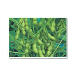 Soya Bean
