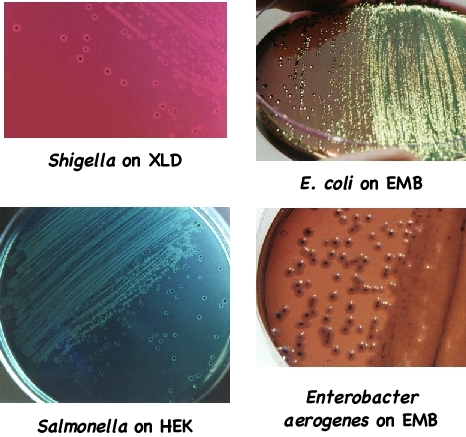 Microbial Identification Services
