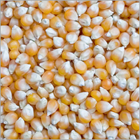 Maize