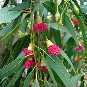 Eucalyptus Oil Globulous