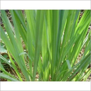 Lemongrass Oil - Age Group: Adults