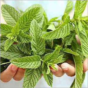 Peppermint Oil