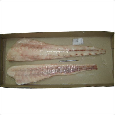 Corvina Fillet
