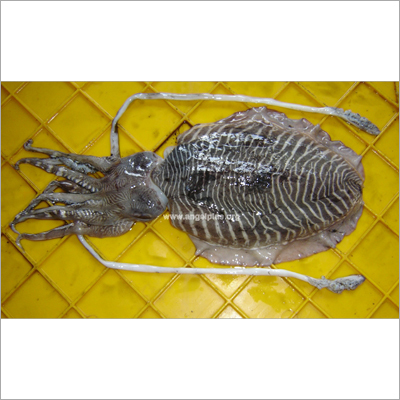 Cuttlefish Whole Round