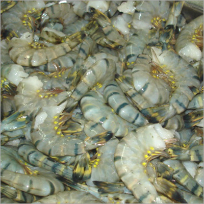 HLSO Black Tiger Shrimps