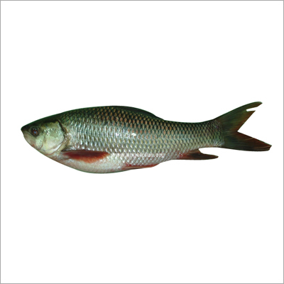 Rohu