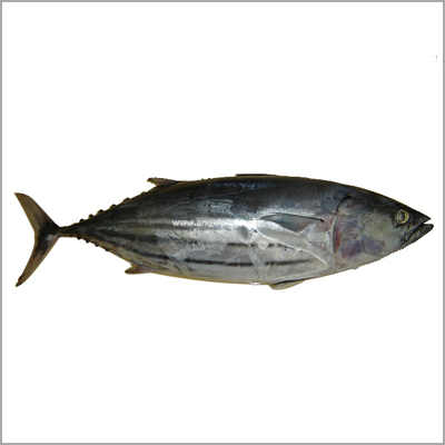 Skipjack Tuna