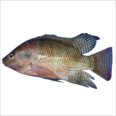 Titapia Whole