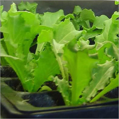 Endive Side View