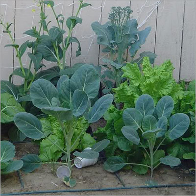 Vegetable Seed Tray