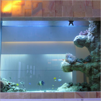 Cichlid Aquarium