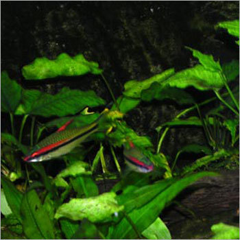 Fresh Water Aquariums