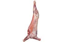 Mutton