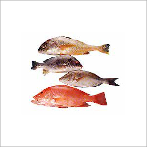 Paragon Sea Foods