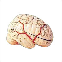 Treatment Therapy  (Insufficient Blood Supply)
