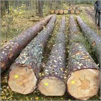 Pine Logs - White Pine Wood, 6-24 Inch Diameter, 8-16 Ft Length, Untreated, Durable and Renewable