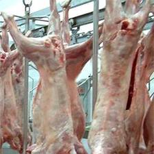 Mutton Carcass