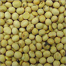 Soya Bean