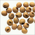 Soya Bean