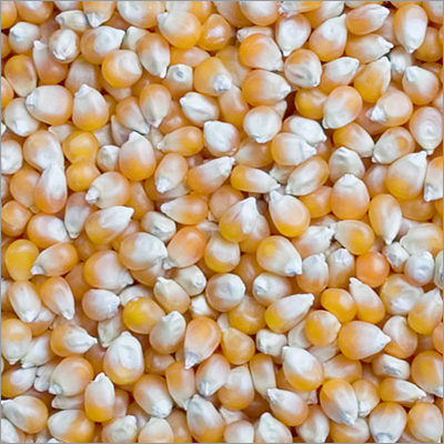 Maize