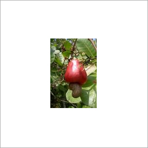Raw Cashew Nuts