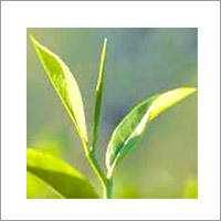 Whole Leaf Tea