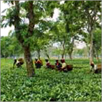 Organic Tea