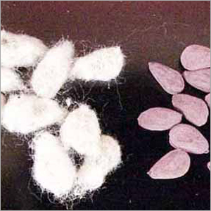 Cotton Seed - Hybrid Natural Cottonseed 99% Purity High Yield Pest Resistant Long Fiber Length