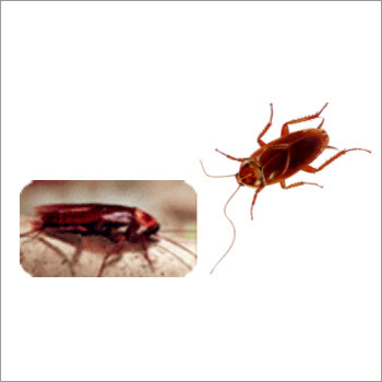 Cockroach Gel Treatment