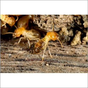 Wood Borer Treatment