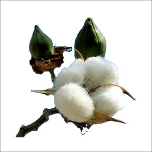 Cotton