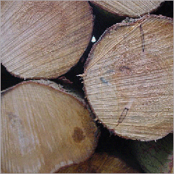 Southern Yellow Pine Log