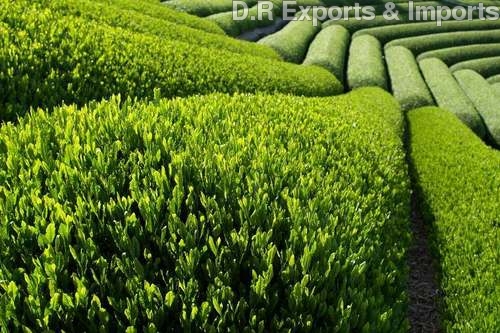 Tea Products
