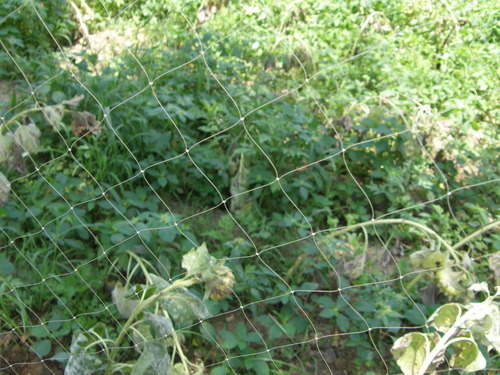 Anti Bird Protection Net