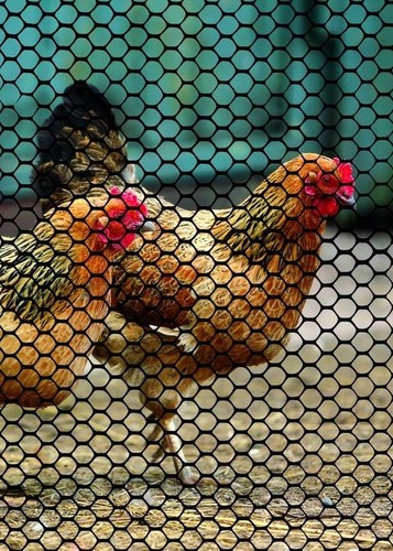 Poultry Net