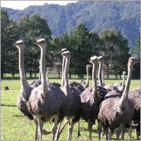 EMU Growers