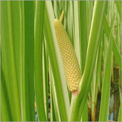 Acorus Calamus Oil