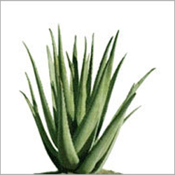 Aloe Vera Oil