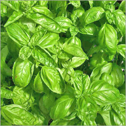 Basil Oil