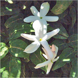 Jasmine Blossoms Oil