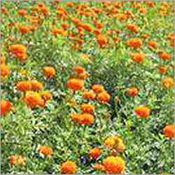 Marigold Flowers Oil