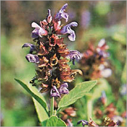 Salvia Officinalis Oil