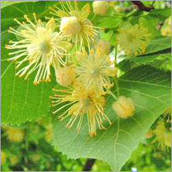 Sage Oil