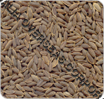 Dill Seeds - Brown Elongated Shape | Pure Flavorful Low Moisture Long Shelf Life
